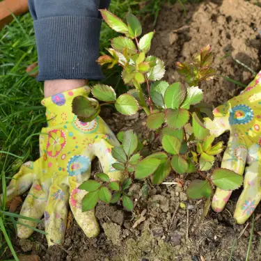 Sådan skal du plante roser
